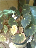 begonia4